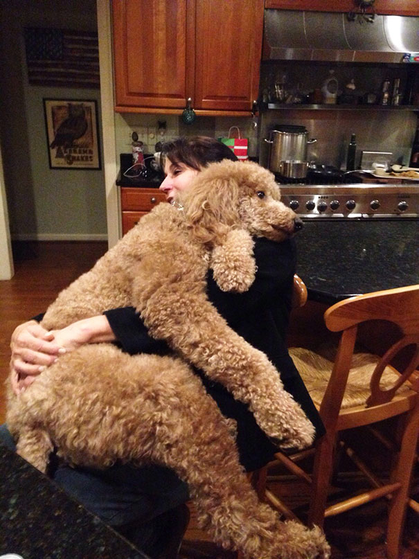 Якими милими і дружелюбними бувають справжні собаки-велетні - фото 4