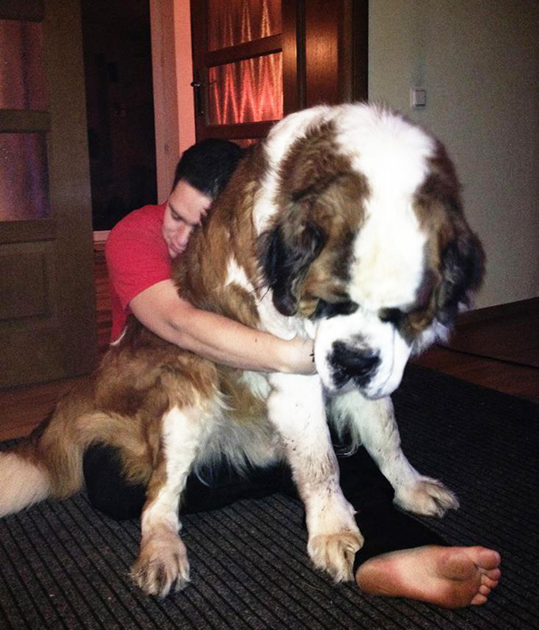 Якими милими і дружелюбними бувають справжні собаки-велетні - фото 3