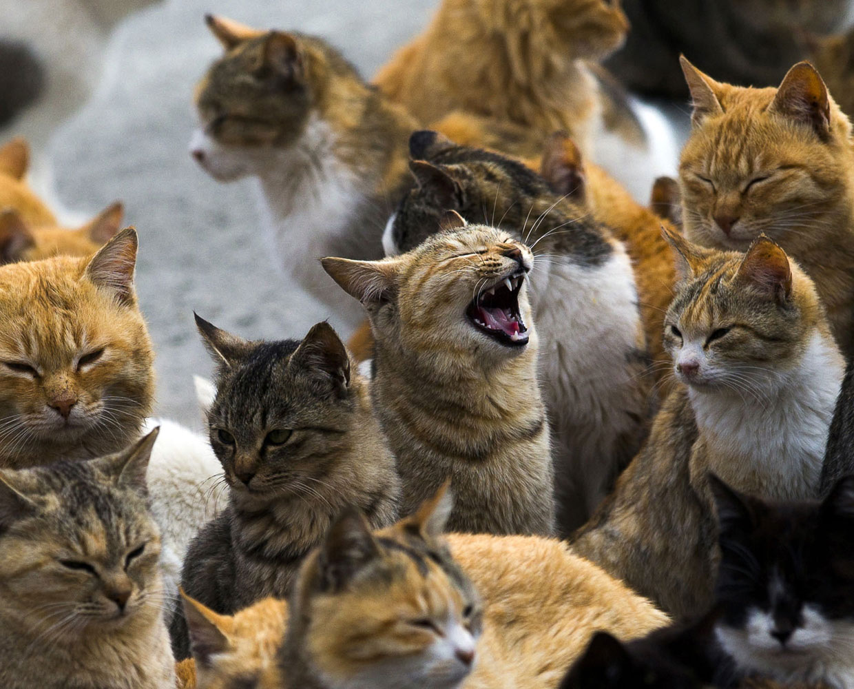 ТОП-10 самых кошачьих мест в мире - фото 1