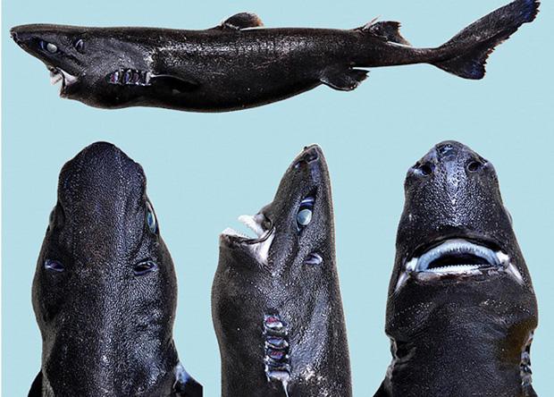 Американські біологи знайшли акулу-ніндзя - фото 1