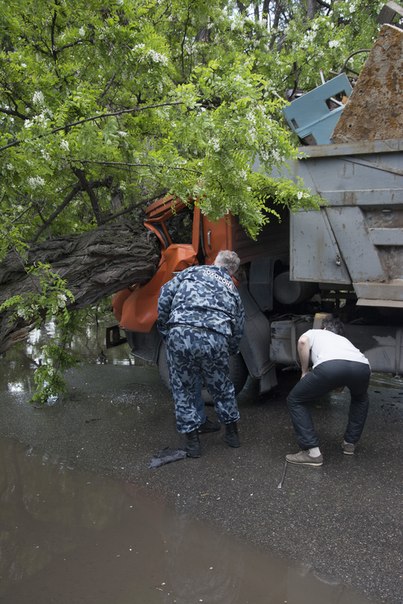 У Запоріжжі дерево впало на вантажівку, яка їхала: постраждав водій