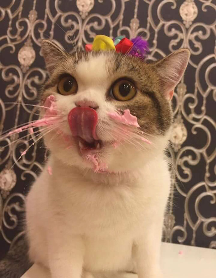 Як милий котик їв іменинний тортик  - фото 3