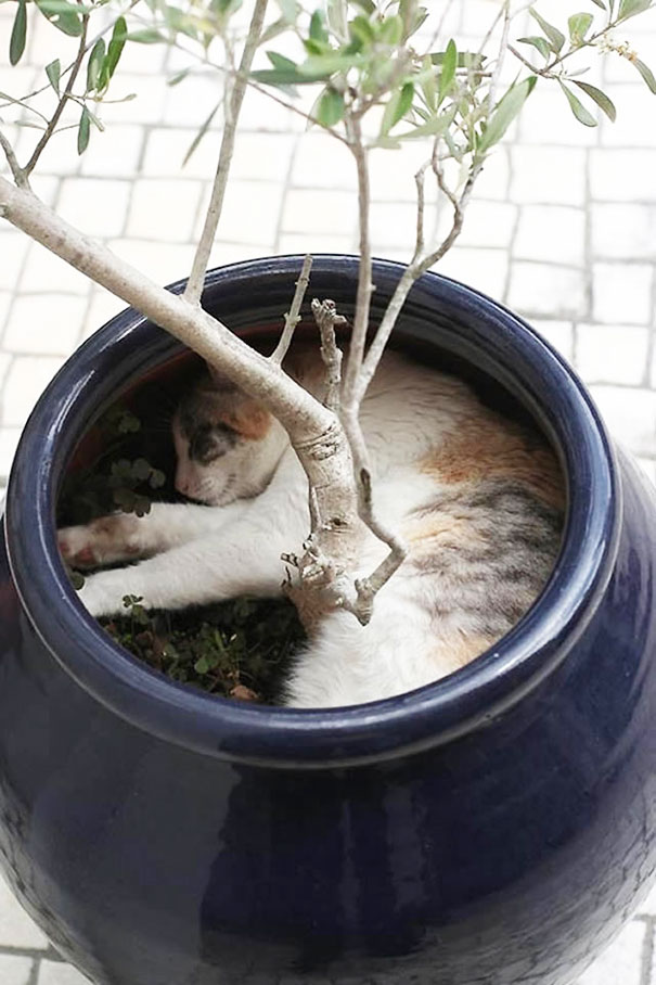 15 кумедних місць відпочинку котів, які не сподобаються хазяйкам - фото 12