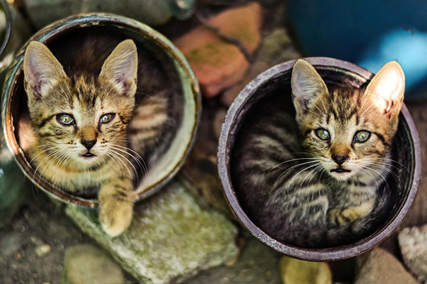 15 кумедних місць відпочинку котів, які не сподобаються хазяйкам - фото 7