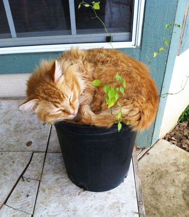 15 кумедних місць відпочинку котів, які не сподобаються хазяйкам - фото 14