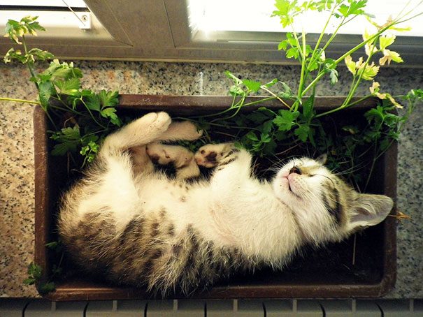 15 кумедних місць відпочинку котів, які не сподобаються хазяйкам - фото 5