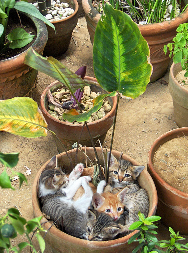 15 кумедних місць відпочинку котів, які не сподобаються хазяйкам - фото 4