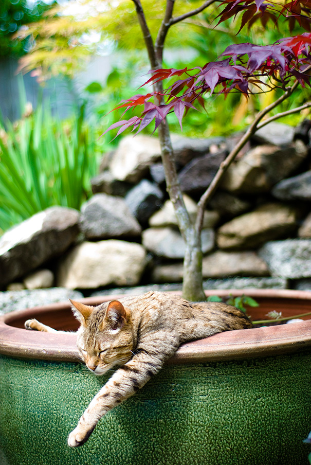 15 кумедних місць відпочинку котів, які не сподобаються хазяйкам - фото 2