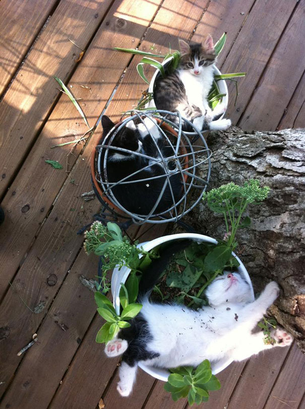15 кумедних місць відпочинку котів, які не сподобаються хазяйкам - фото 11