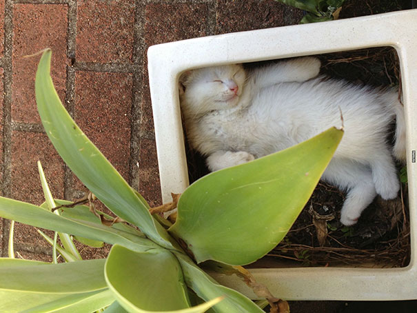15 кумедних місць відпочинку котів, які не сподобаються хазяйкам - фото 9