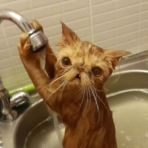 12 котів, які люблять воду (ФОТО) - фото 4