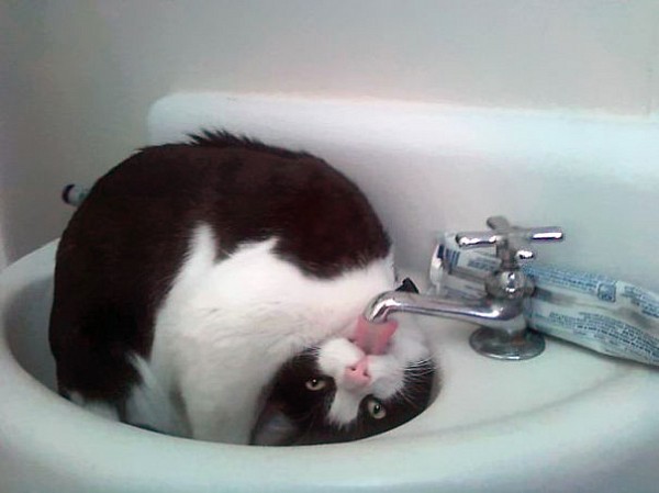12 котів, які люблять воду (ФОТО) - фото 5