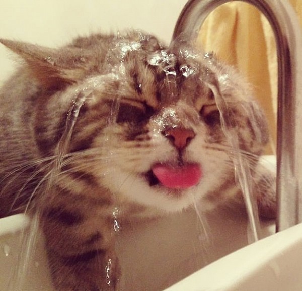 12 котів, які люблять воду (ФОТО) - фото 6