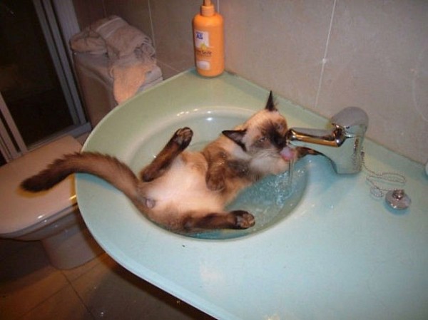 12 котів, які люблять воду (ФОТО) - фото 7