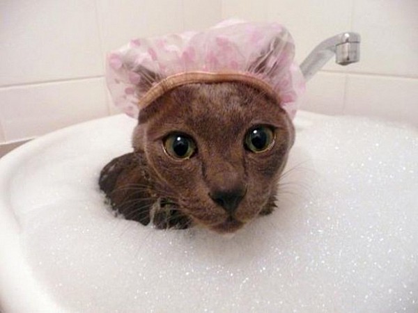 12 котів, які люблять воду (ФОТО) - фото 3