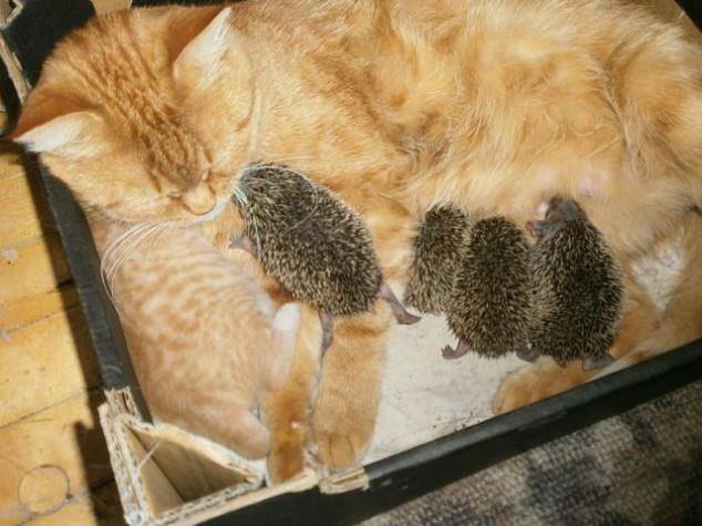Як кішка годувала крихітних їжачків (ФОТО) - фото 8