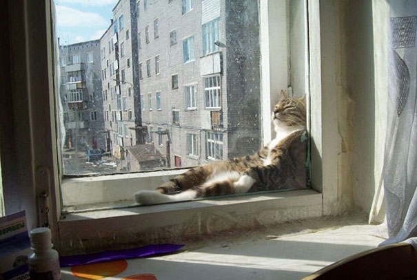 ТОП-10 котів, які обожнюють тепло більш за все - фото 9 ТОП-10 котів, які обожнюють тепло більш за все - фото 9