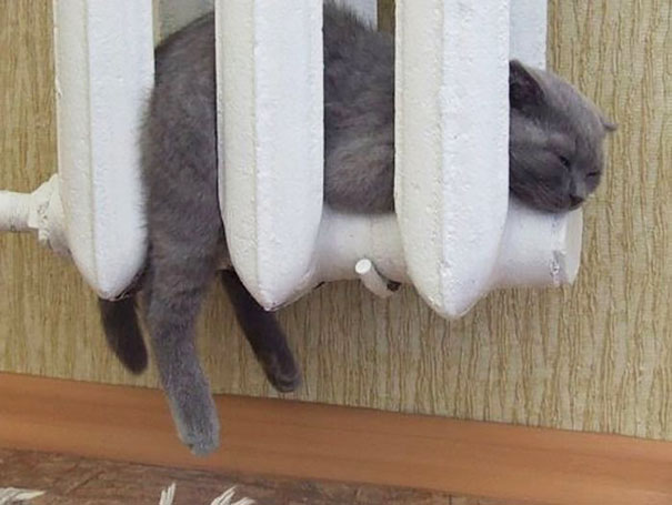 ТОП-10 котів, які обожнюють тепло більш за все - фото 8 ТОП-10 котів, які обожнюють тепло більш за все - фото 8