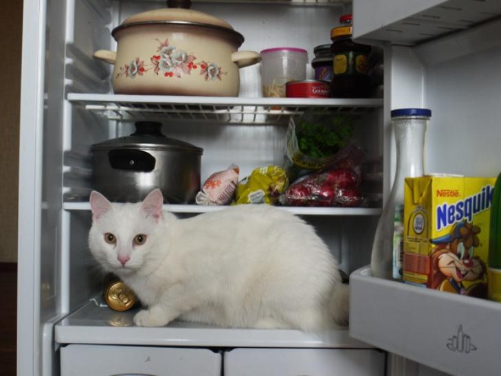 Як смішно домашні тварини рятуються від спеки у холодильнику - фото 2