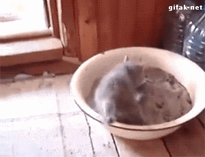 Котячі пустощі: Найкумедніші витівки пухнастиків - фото 6