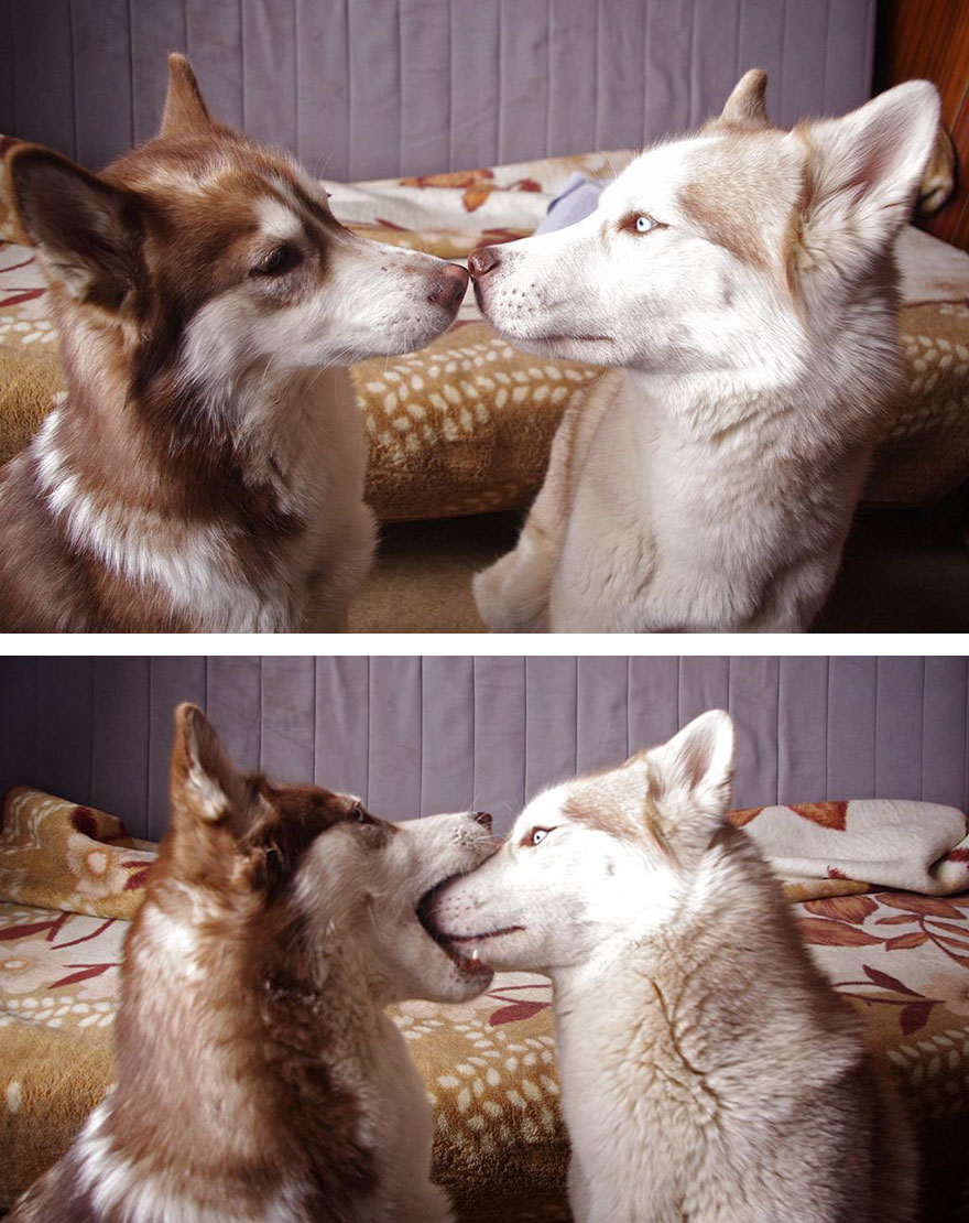 Як тварини доводять, що поцілунки потрібні не тільки людям - фото 4