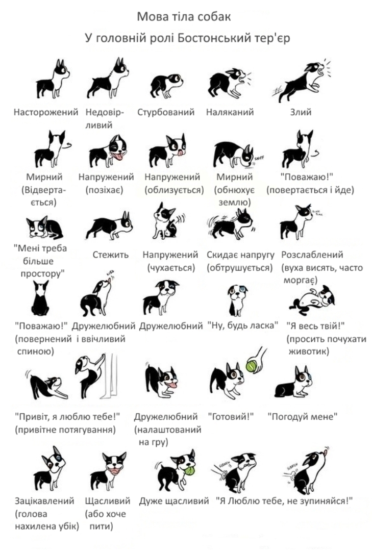 Лайфхак для "собачатників": Як зрозуміти мову собак - фото 1