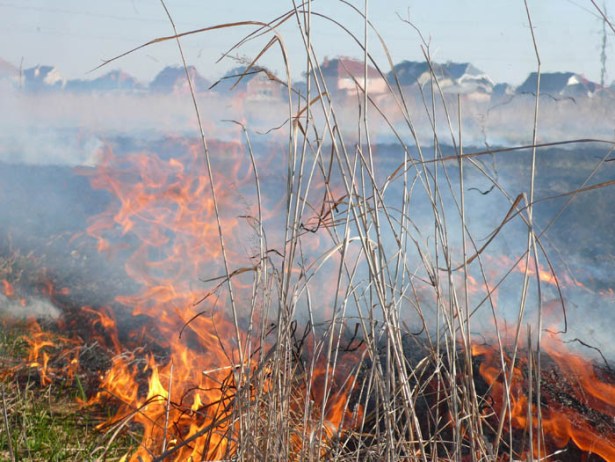 За вихідні на Закарпатті згоріло 80 гектарів сухотрав'я  - фото 2