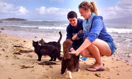 Пляж з котами визнали одним з головних туристичних місць на Сардинії - фото 1