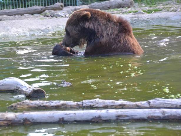 Від спеки ведмедів на Закарпатті рятує басейн та "морозиво" - фото 5