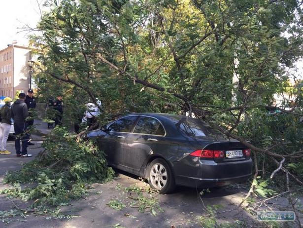 В центрі Одеси на дві припарковані машини впало дерево - фото 1