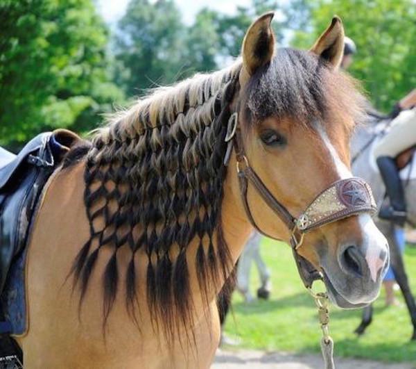 Коса до пояса: Як виглядають неймовірні зачіски у тварин - фото 5