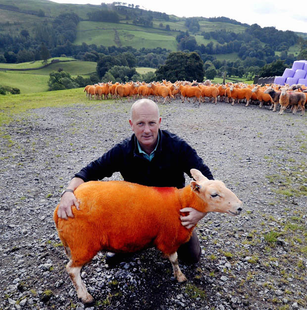 Фермер у Британії пофарбував помаранчевим 800 овець (ФОТО) - фото 1