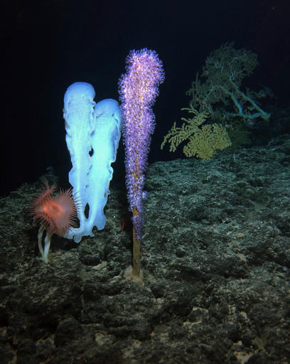 Учені виявили форми підводного життя, які були раніше невідомі науці - фото 2