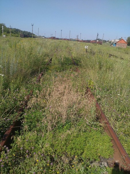 Як в окупованому Дебальцевому залізничні шляхи заростають бур'яном (ФОТО) - фото 3