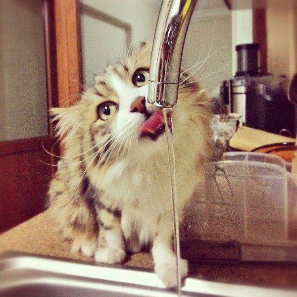 12 котів, які люблять воду (ФОТО) - фото 9
