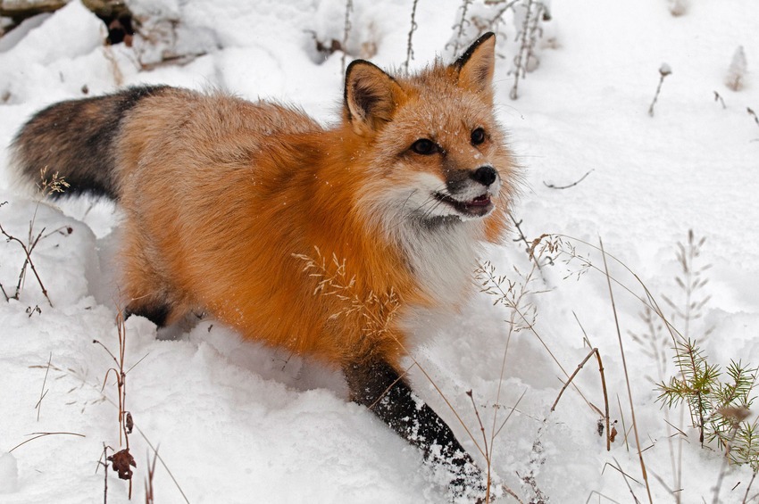 Як тварини радіють снігу - фото 8