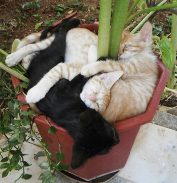 15 кумедних місць відпочинку котів, які не сподобаються хазяйкам - фото 1