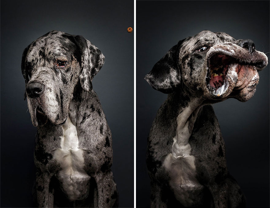 Фотограф зробив приголомшливі знімки собак з їжею - фото 11