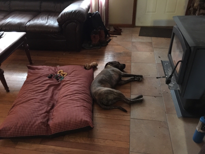 Нестандартний підхід: Як чудернацько собаки бачать комфортний сон - фото 3