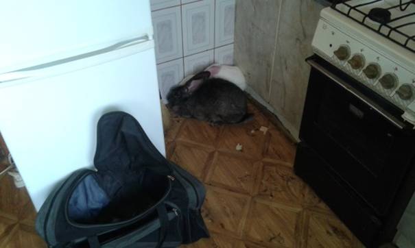 На Закарпатті незвичайне пограбування поліція розкрила за допомогою кролячої шерсті - фото 1