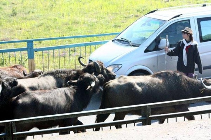 Як на Закарпатті німці та французи переганяли стадо буйволів на полонину - фото 3