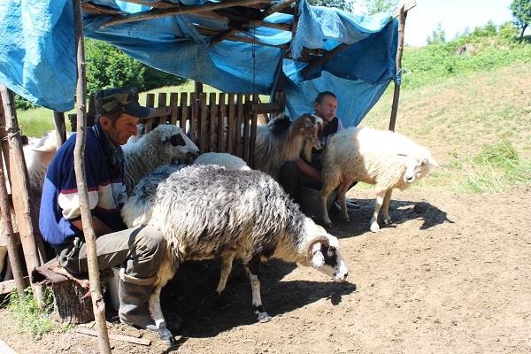 Як літують закарпатські вівчарі на калинських узгір’ях (ФОТО) - фото 1