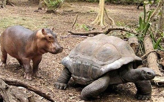 Як черепаха "всиновила" осиротілого гіпопотамчика - фото 1