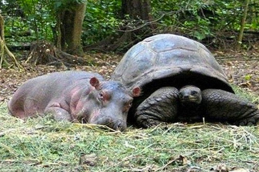 Як черепаха "всиновила" осиротілого гіпопотамчика - фото 3