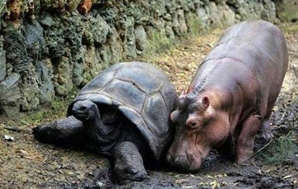 Як черепаха "всиновила" осиротілого гіпопотамчика - фото 4