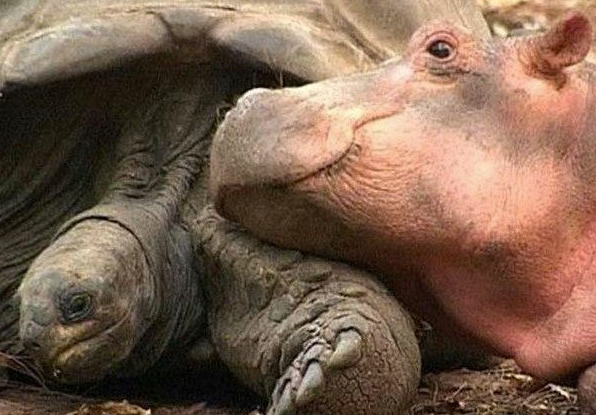 Як черепаха "всиновила" осиротілого гіпопотамчика - фото 5