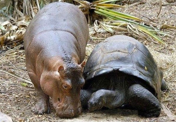 Як черепаха "всиновила" осиротілого гіпопотамчика - фото 6