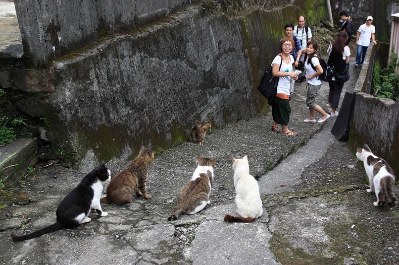 ТОП-10 самых кошачьих мест в мире - фото 15