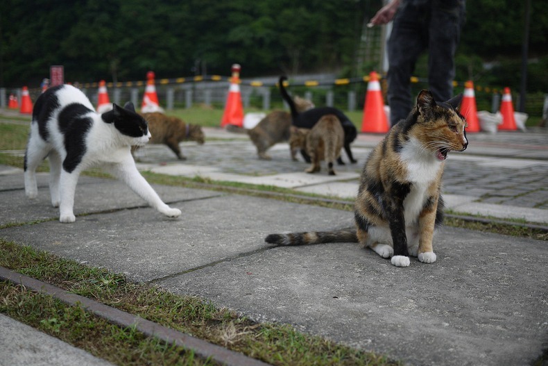 ТОП-10 самых кошачьих мест в мире - фото 13