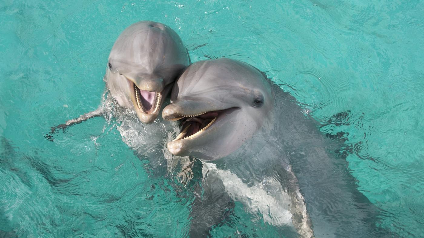 ТОП-20 кумедних та моторошних випадків з китами та делфінами - фото 6
